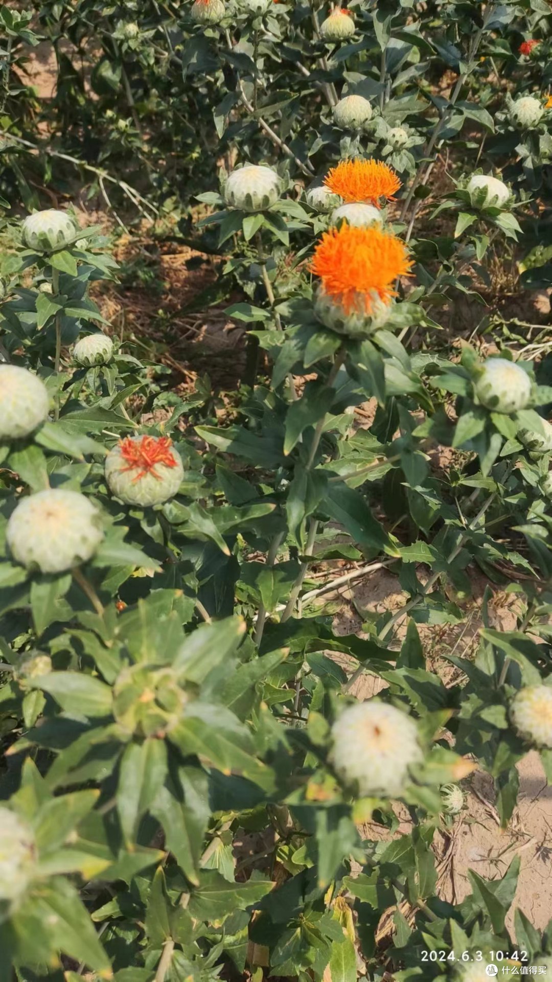 一朵红花出碧绿，养神悦目醉心扉-----小记红花