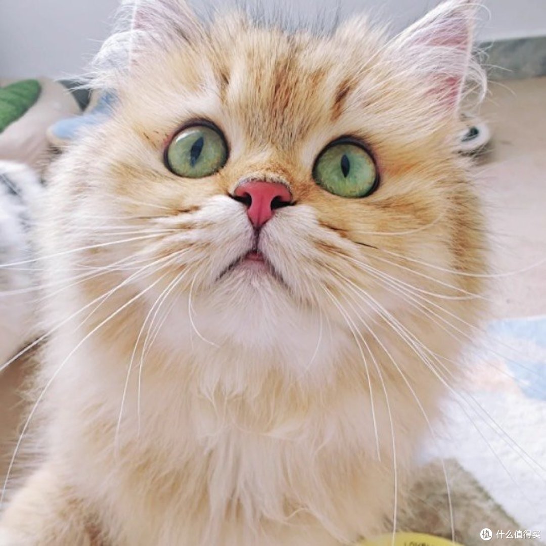 快来不及了,还没想好618猫粮选哪个...