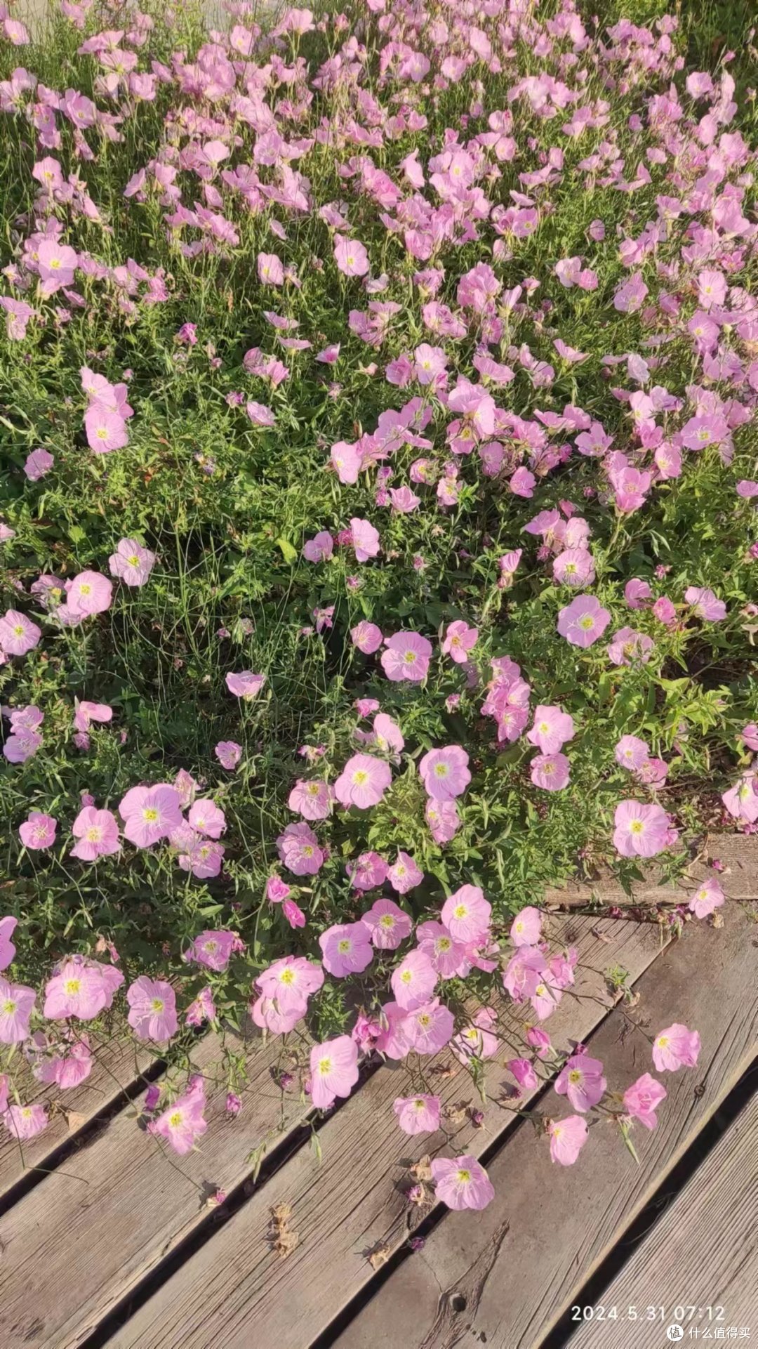 粉妆新染月华开,朵朵嫣红----------小记美丽月见草。