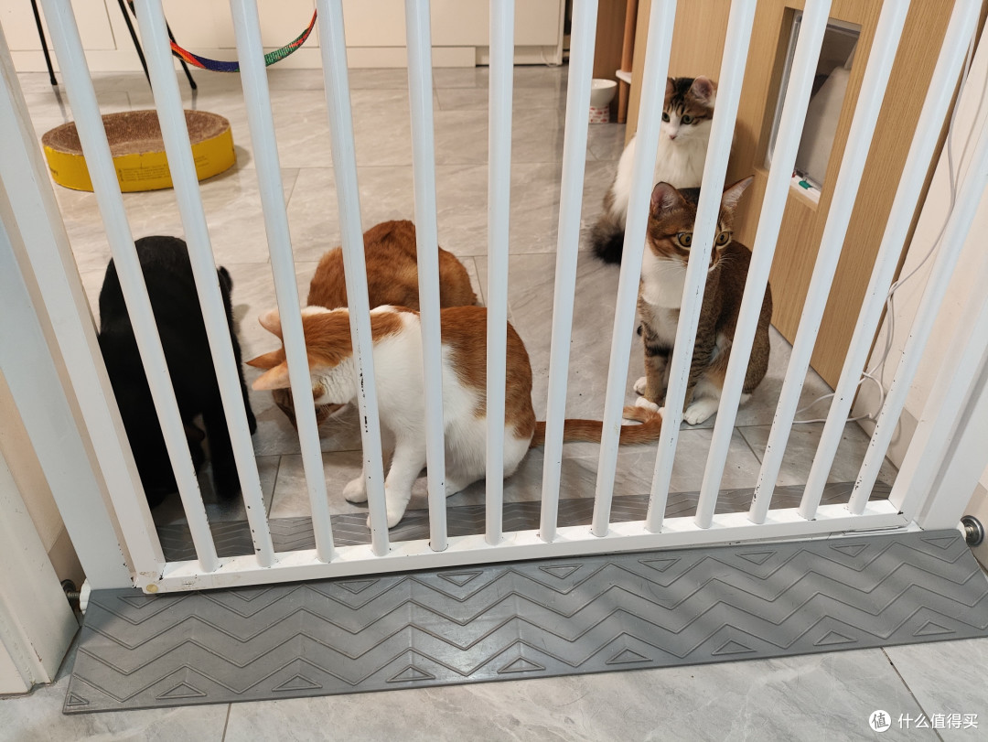 跃跃欲试的小猫们