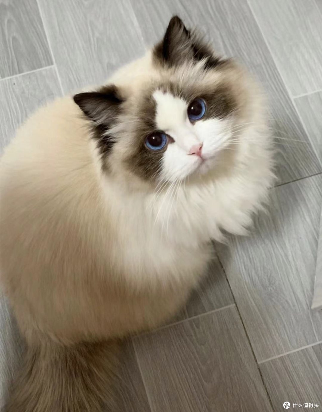 布偶猫有什么缺点？_猫咪_什么值得买