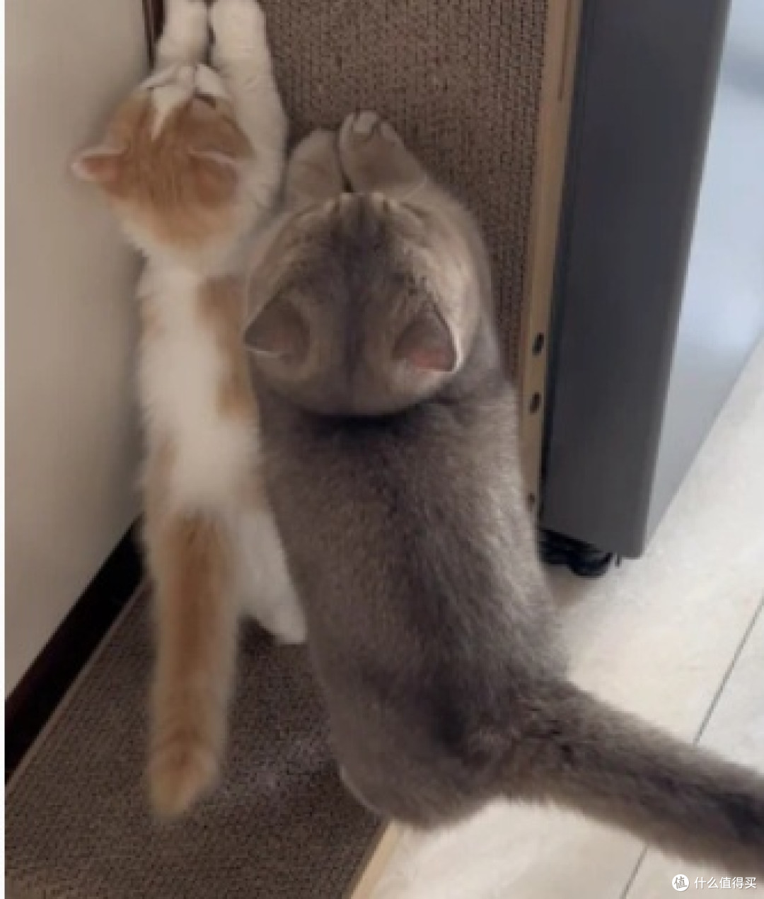 新手养猫有什么注意事项？
