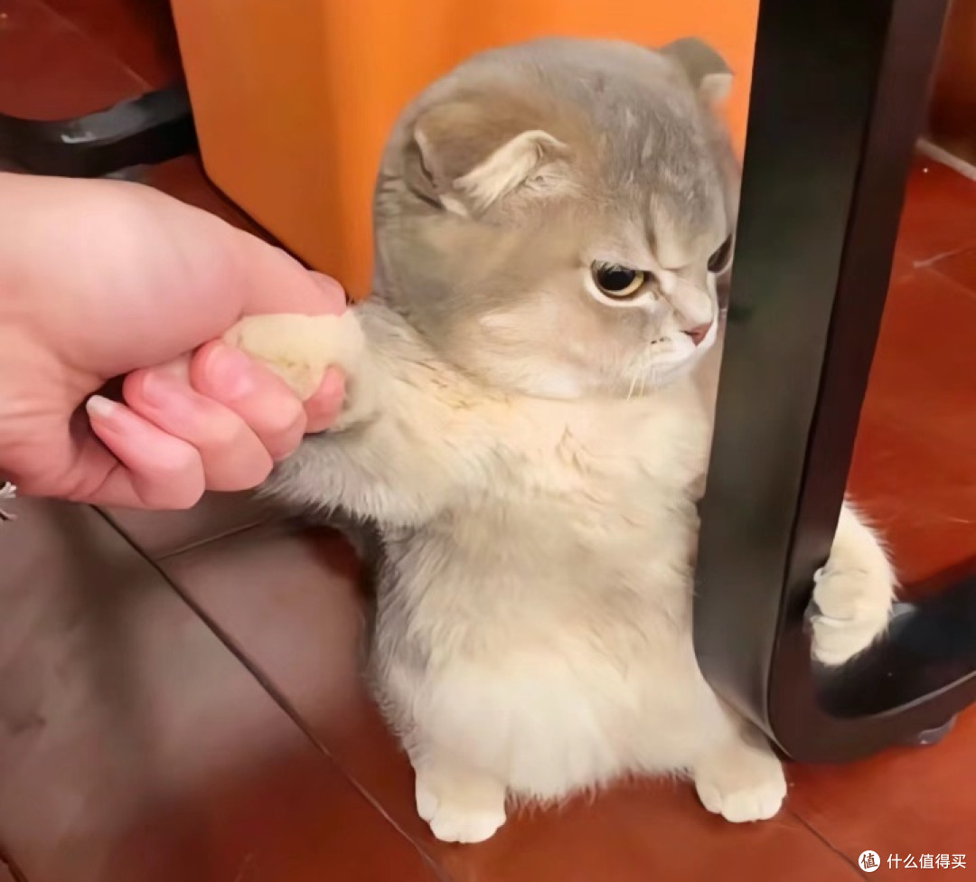 新手养猫有什么注意事项？