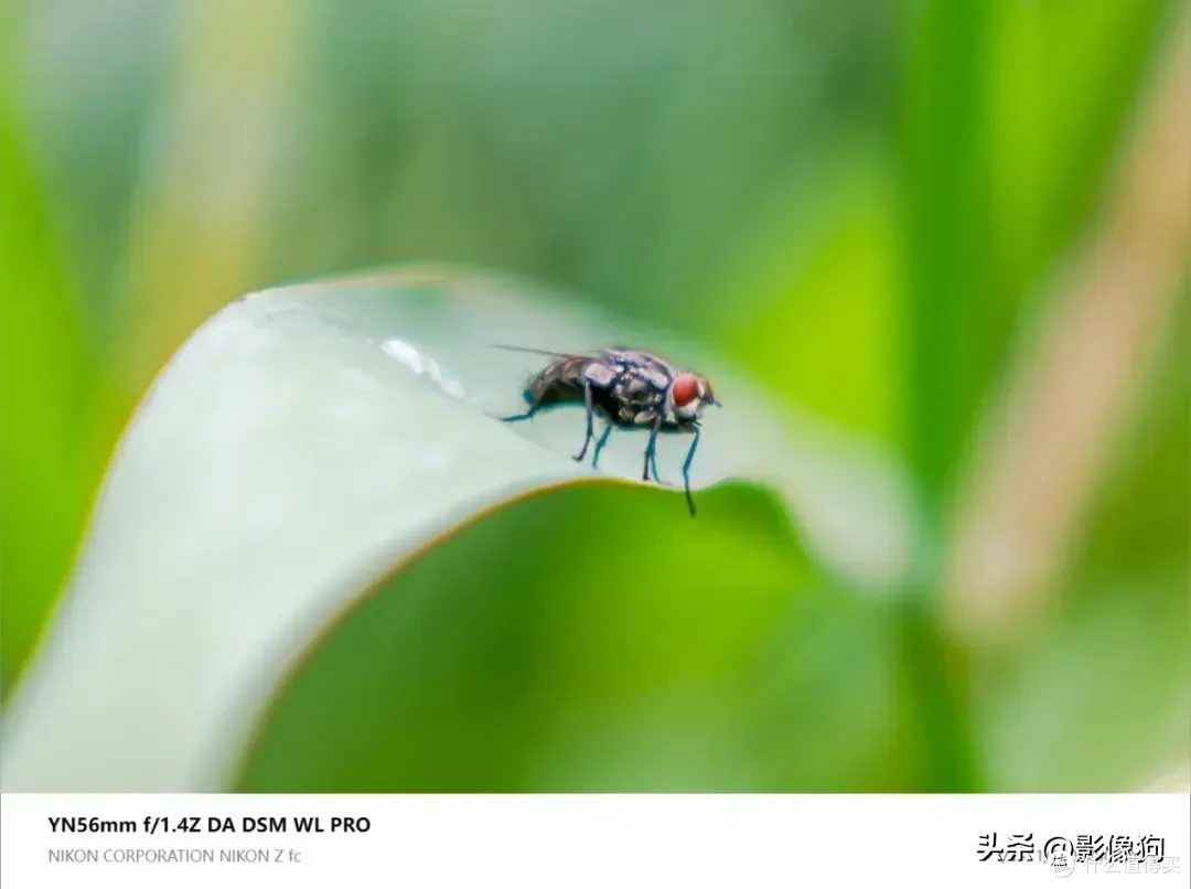 尼康Z fc人像镜新选?永诺56mm F1.4 Z DA DSM WL Pro