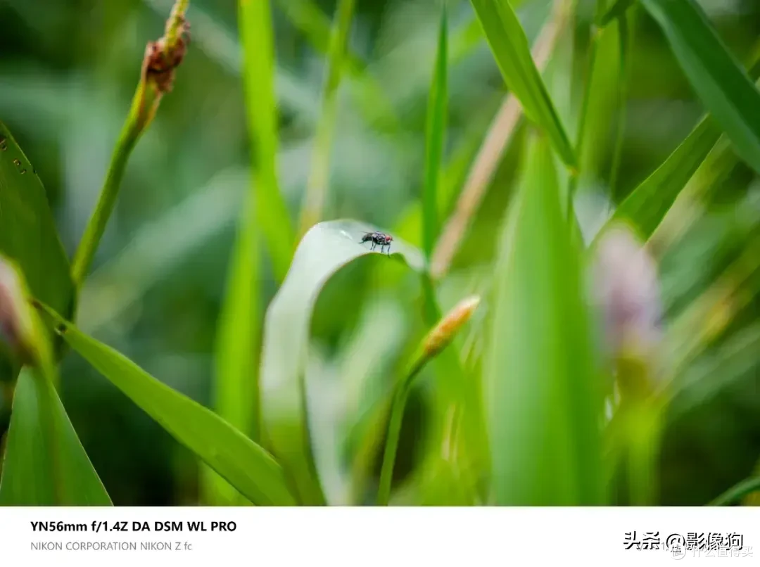 尼康Z fc人像镜新选?永诺56mm F1.4 Z DA DSM WL Pro