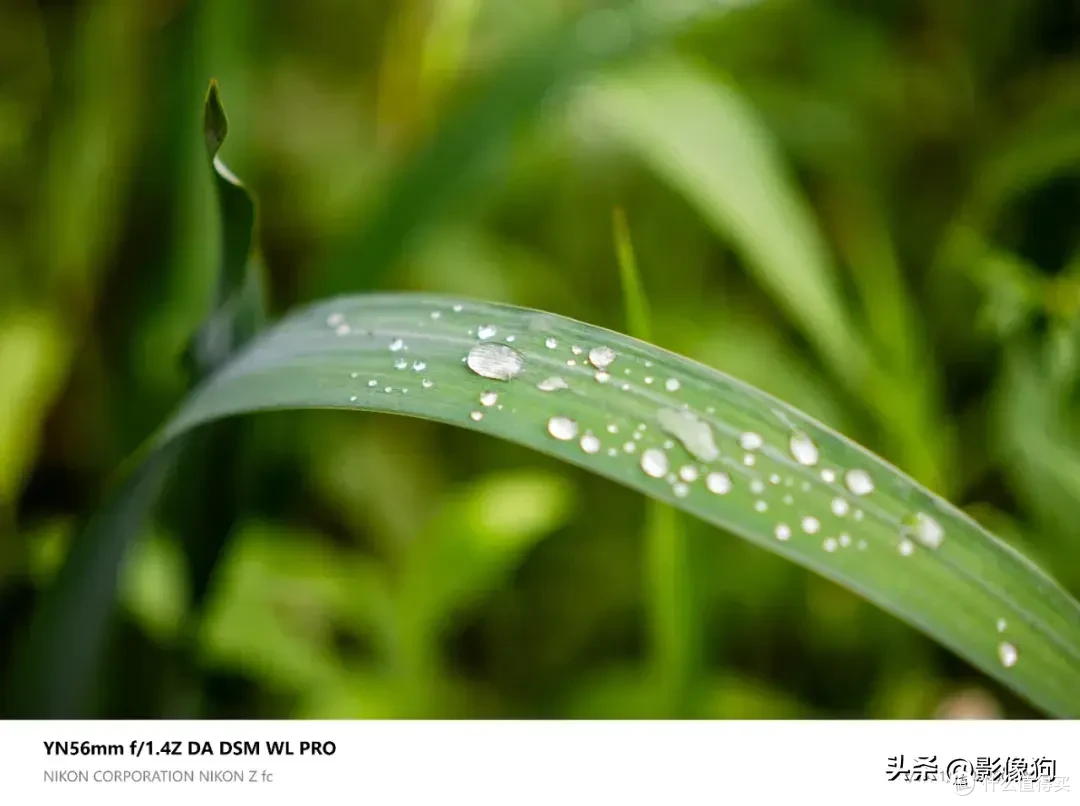 尼康Z fc人像镜新选?永诺56mm F1.4 Z DA DSM WL Pro