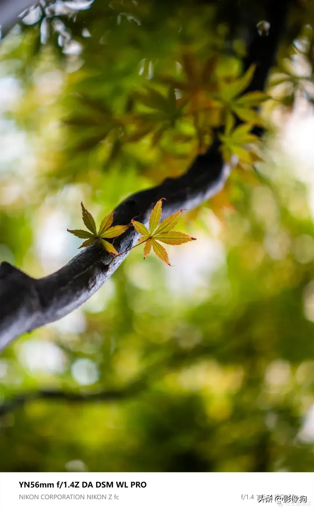 尼康Z fc人像镜新选?永诺56mm F1.4 Z DA DSM WL Pro