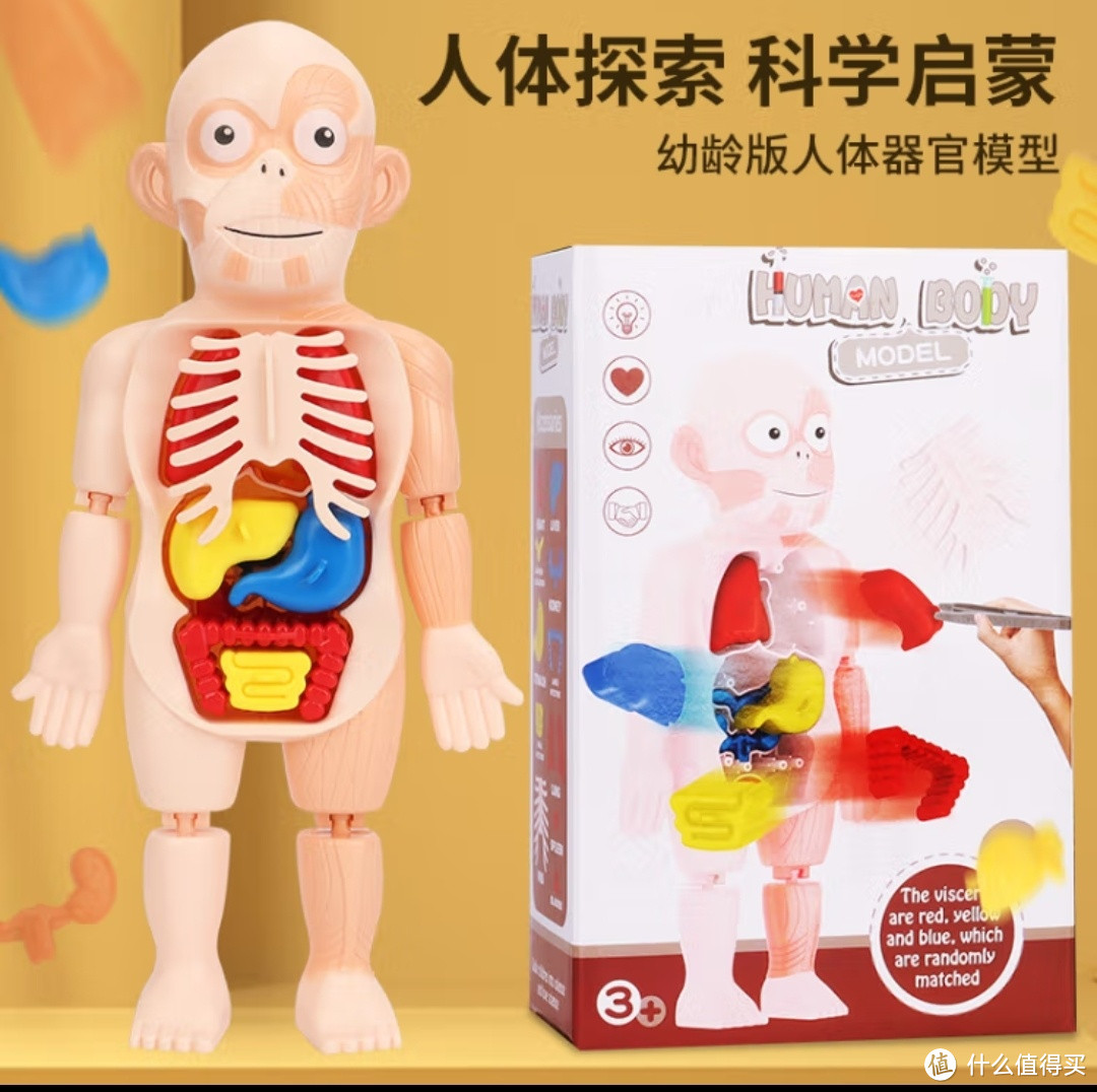 星优趣儿童启智科教 人体器官模型 DIY组装早教认知STEAM医学模型玩具  人体模型器官