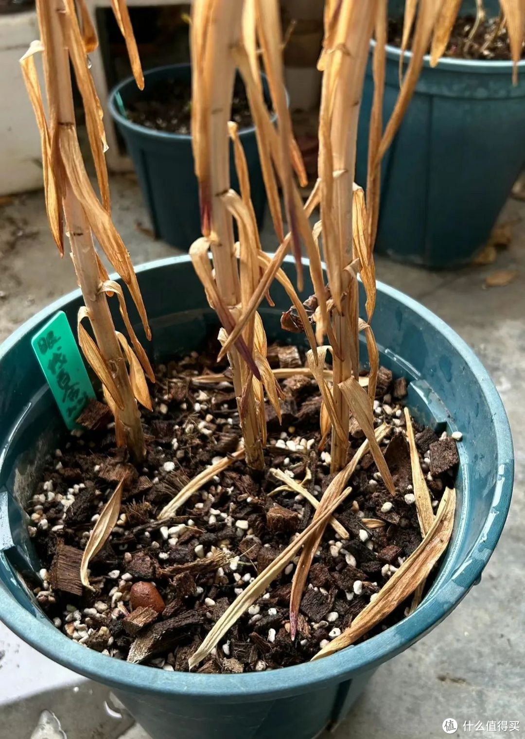 端午节前后，可以给五种花草“剃光头”，下手越狠，长势越旺