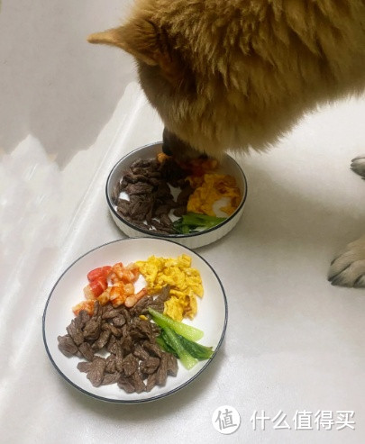 吃狗粮的狗和吃剩菜剩饭的狗有什么不同？