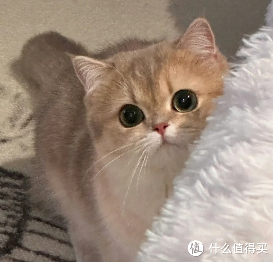 养猫之后会慢慢讨厌猫吗？