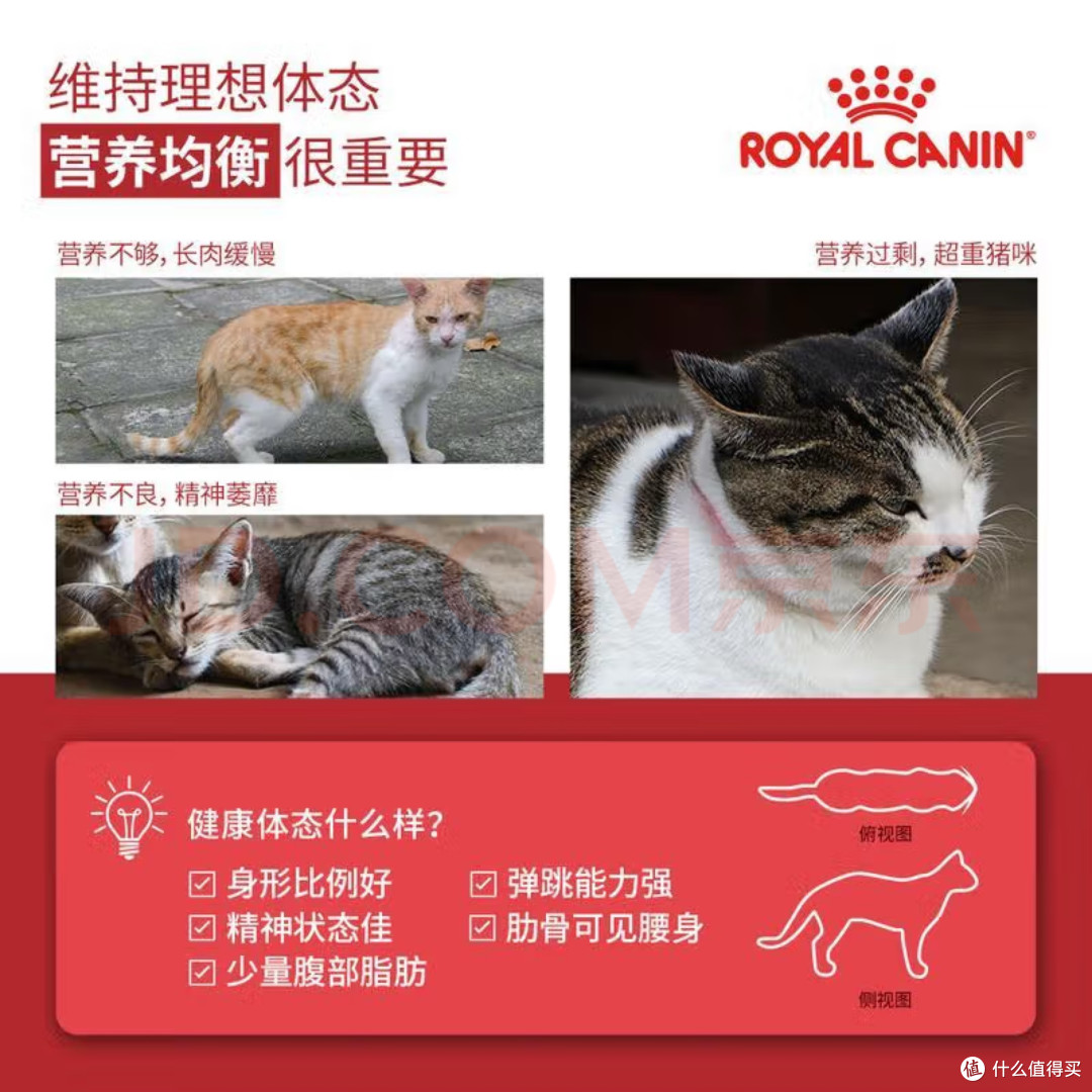 猫咪营养新选择!皇家猫粮全价粮,你值得拥有!
