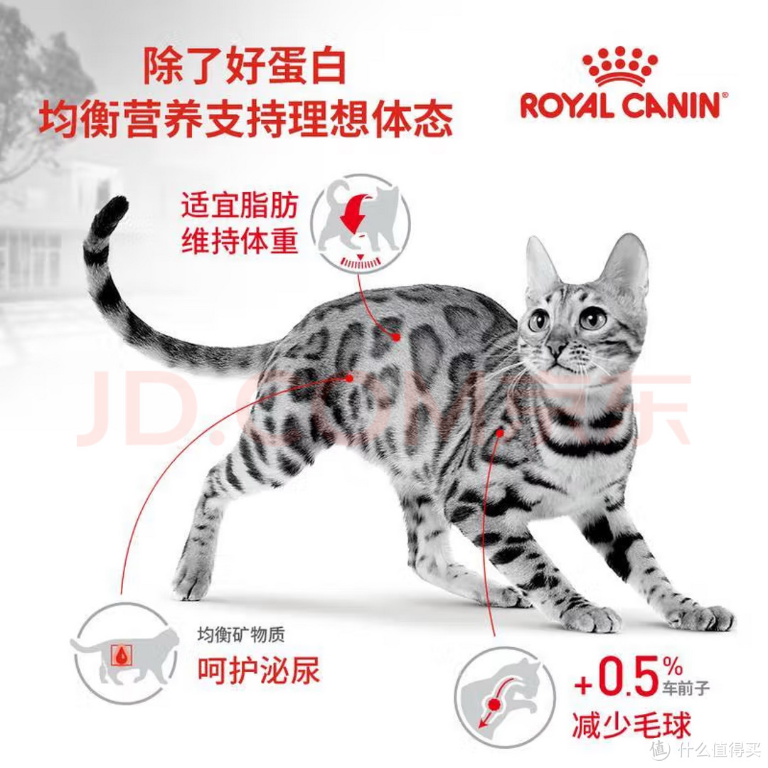 养猫必看！皇家猫粮全价粮，让爱宠更健康！