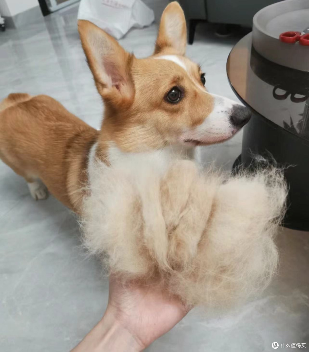 柯基掉毛厉害吗?