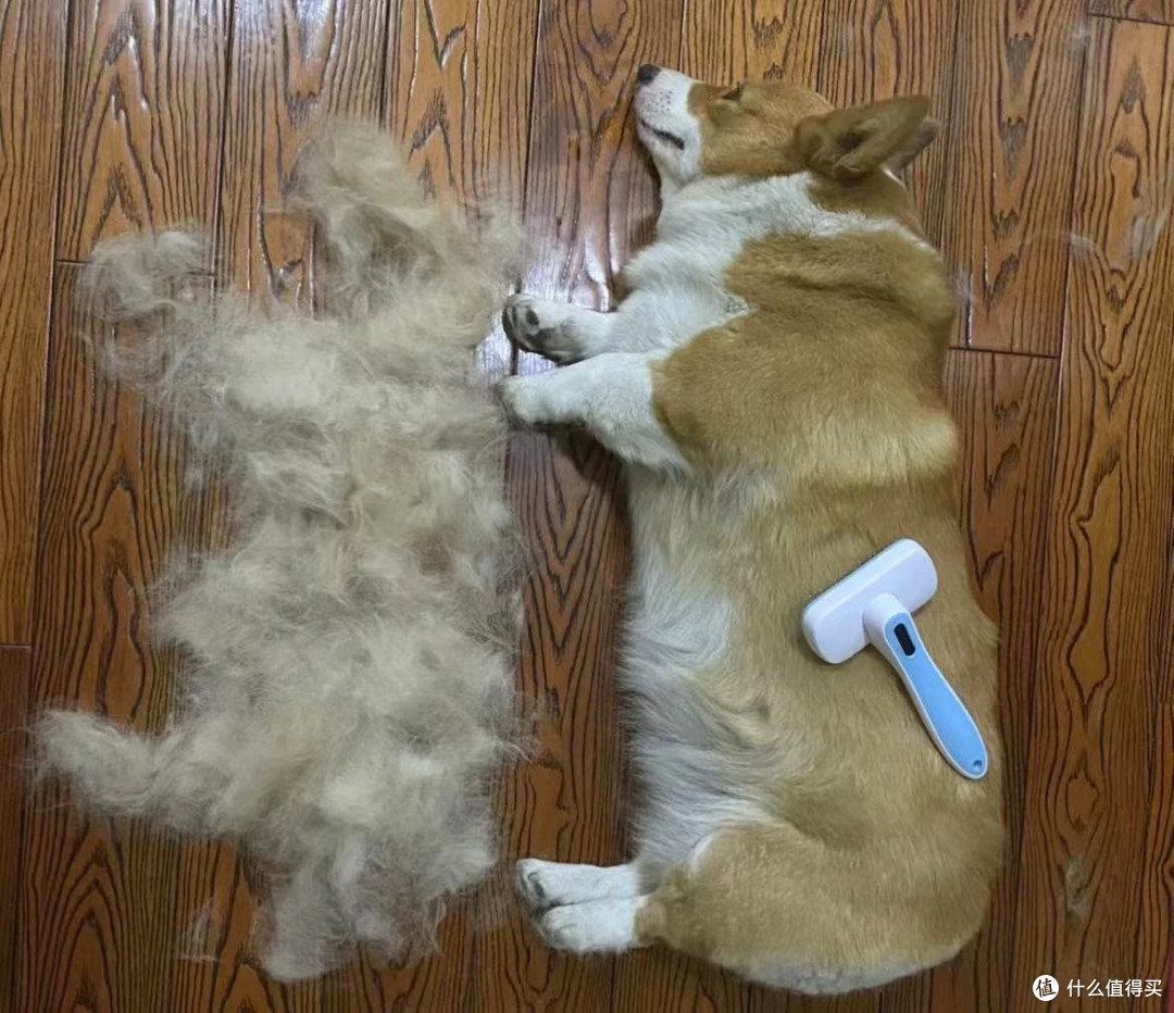 柯基掉毛厉害吗?