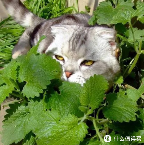 为什么有的猫主人要给猫吸毒（猫薄荷）？