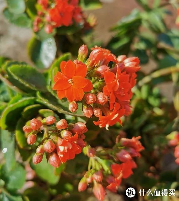 高温天气，5种花要“宠”，建议“富养”多管它，不然只能收空盆