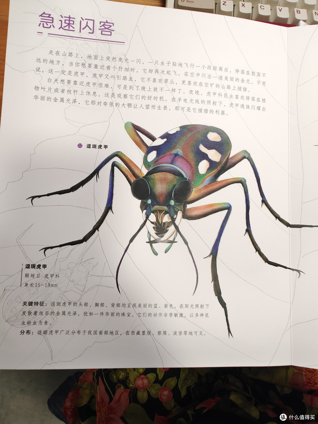 我的2024上半年最佳童书——《昆虫立体书》