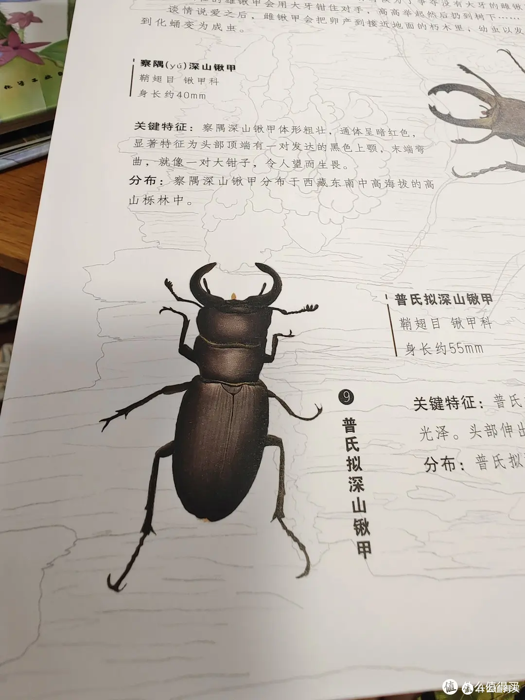 我的2024上半年最佳童书——《昆虫立体书》