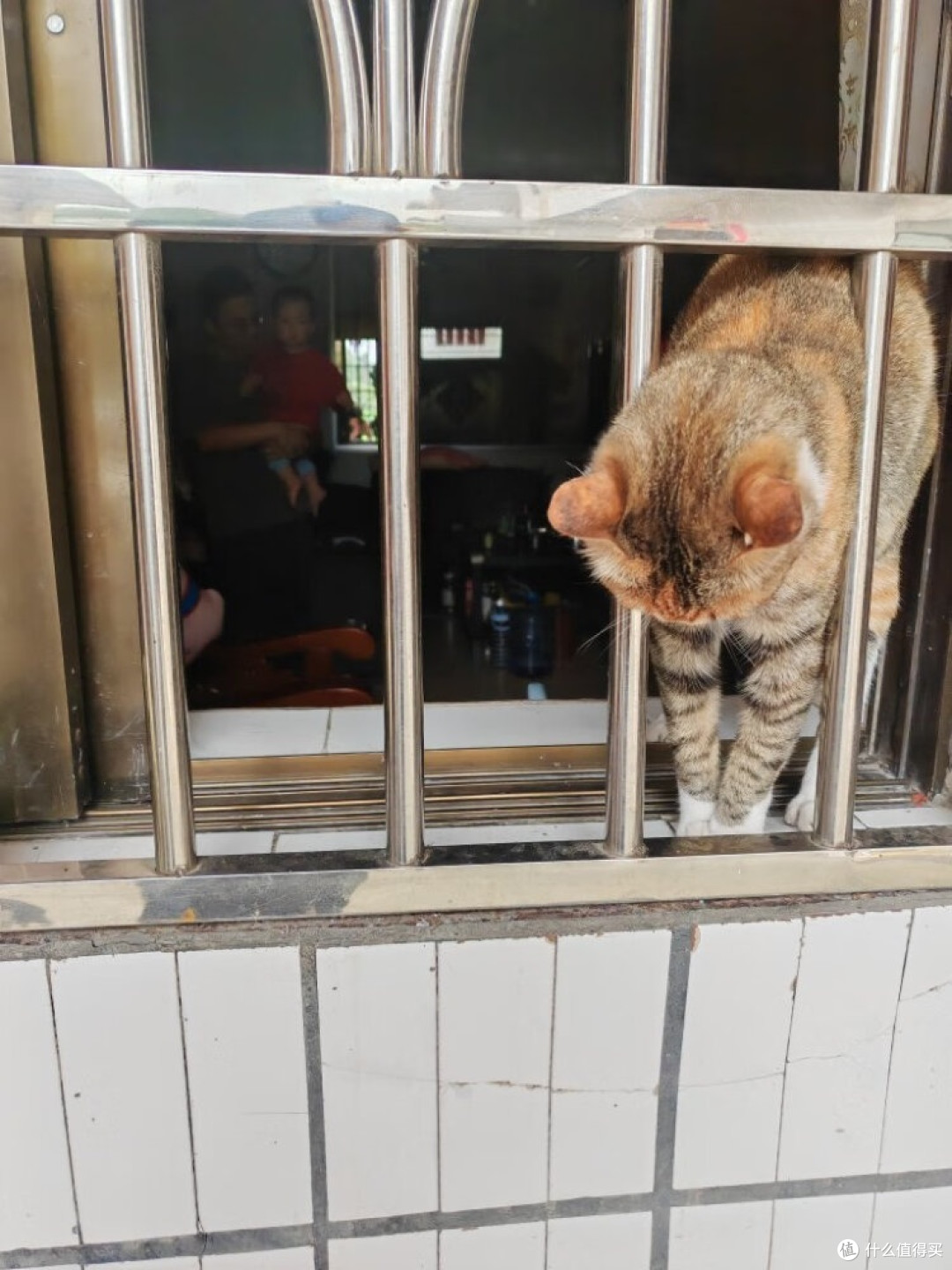猫粮怎么选心得1
