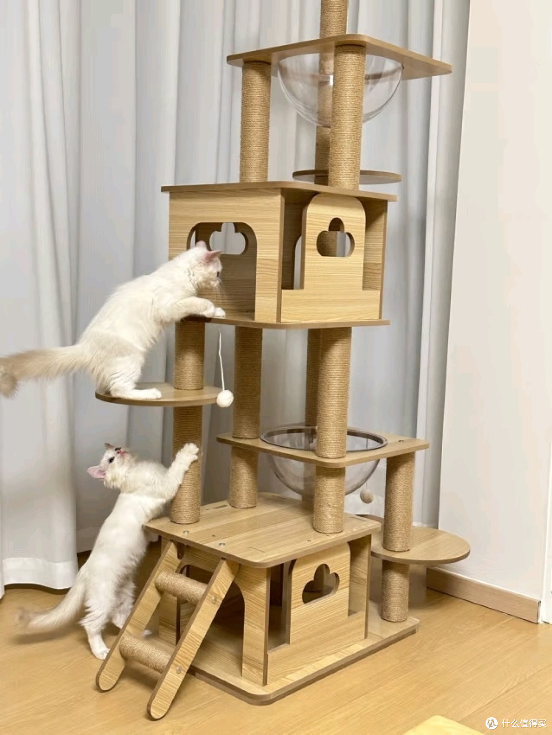 猫爬架大比拼