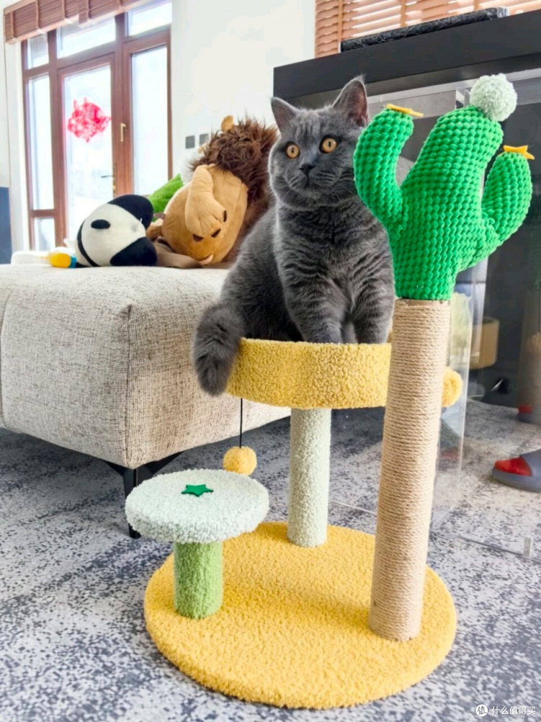 猫爬架大比拼
