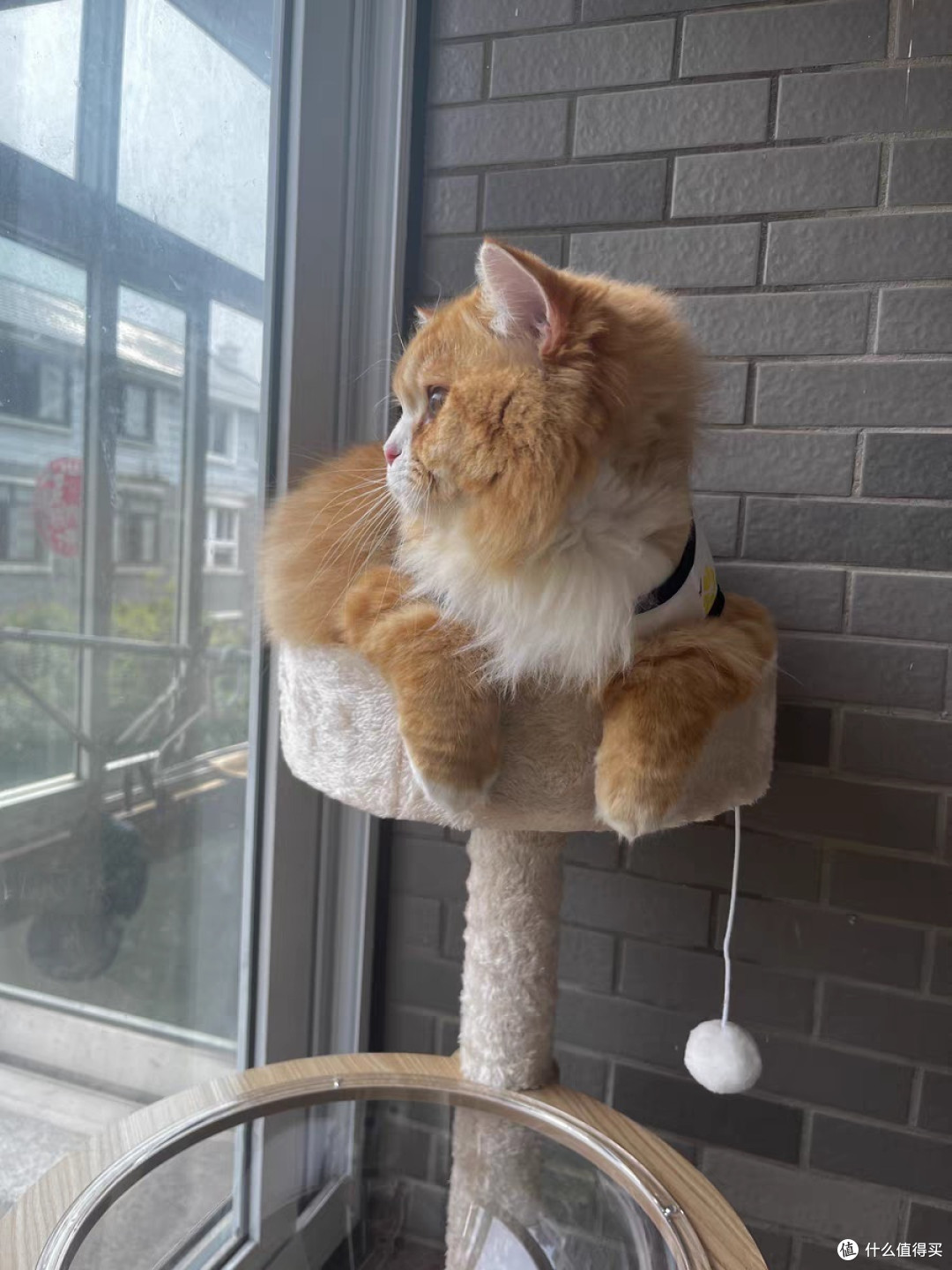 猫爬架猫窝猫树一体实木太空舱通天柱猫架子剑麻玩具猫咪用品大全