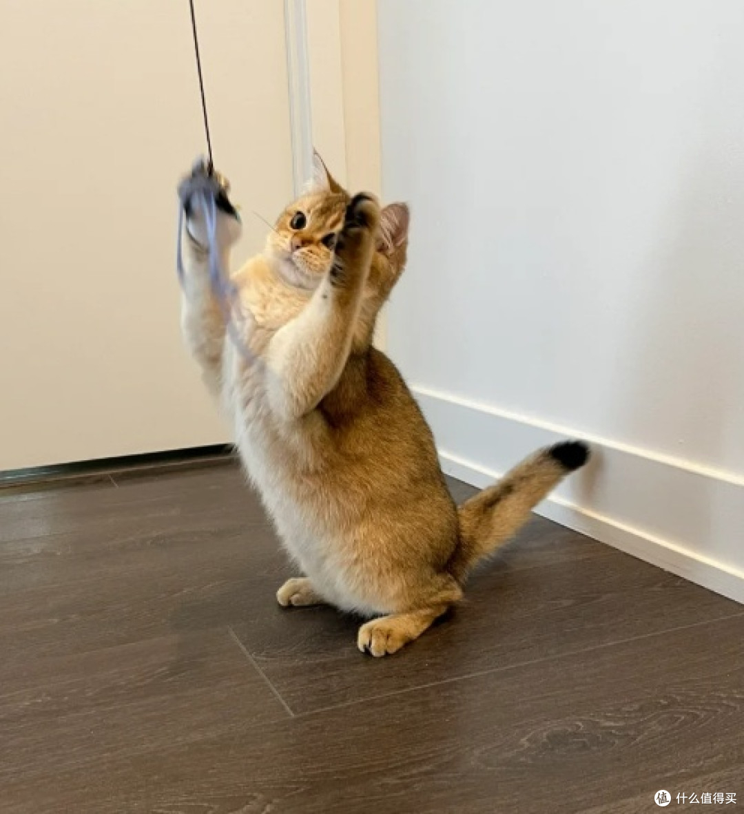 那些养猫没必要的花费!
