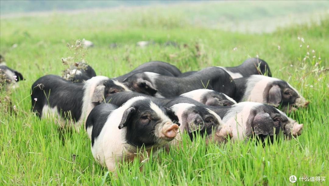 四大名猪之一,拥有超过千年的养殖历史,是国家级畜禽遗传资源保护品种