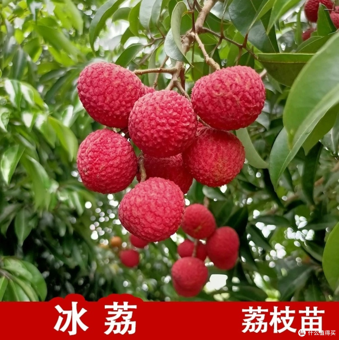 荔枝虽好,可别贪心