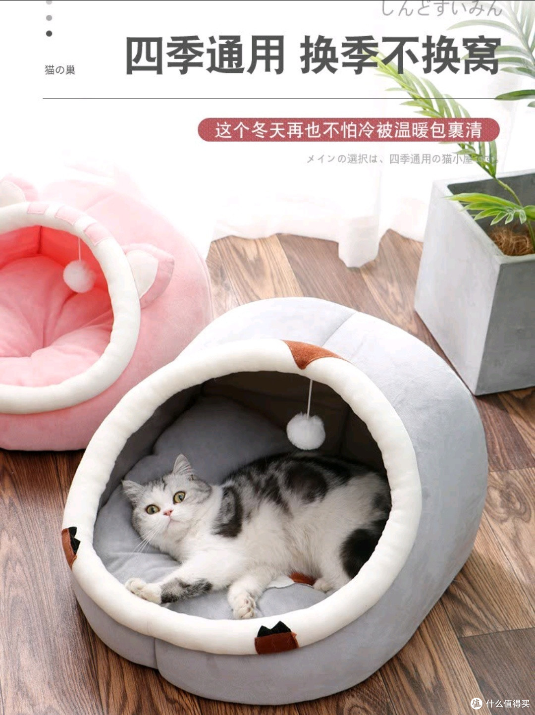 养猫只给猫咪买了个窝?