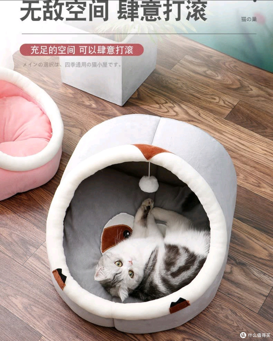 养猫只给猫咪买了个窝?