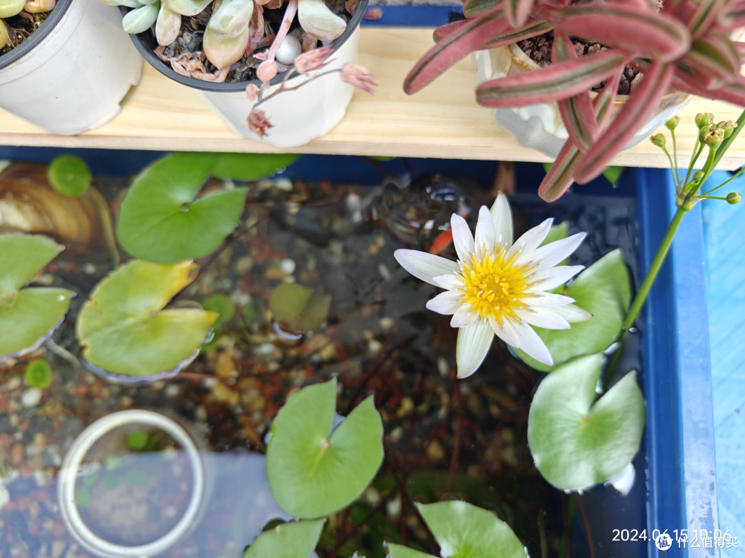 神奇的空调水养鱼:简单省心,永不加水永不换水、既赏花又看鱼的完美生态鱼缸
