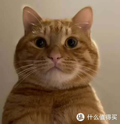 大家买猫粮都是怎么选？