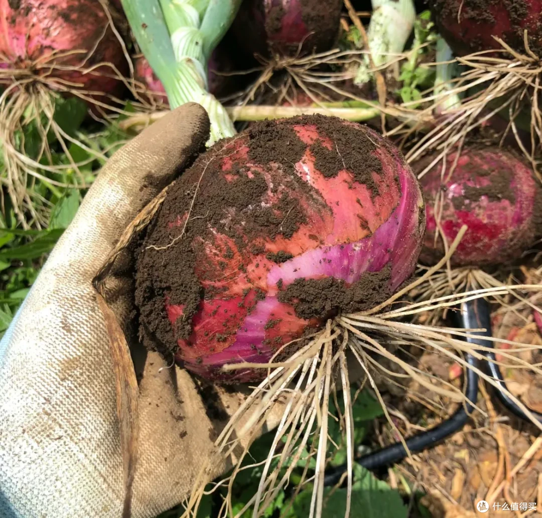正在失传的20个「买菜技巧」