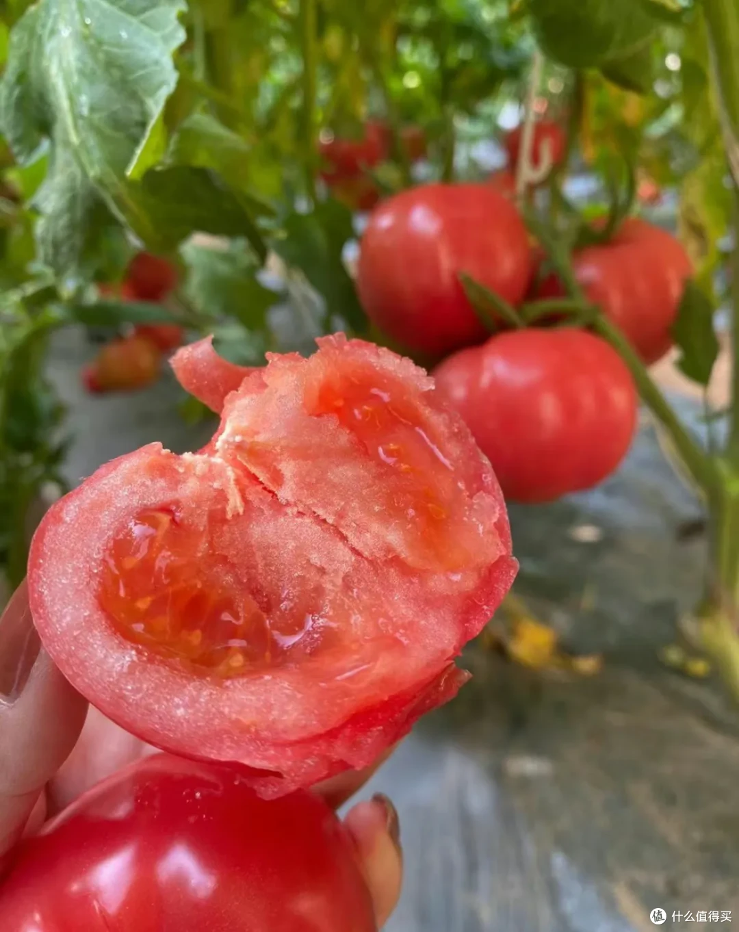 正在失传的20个「买菜技巧」