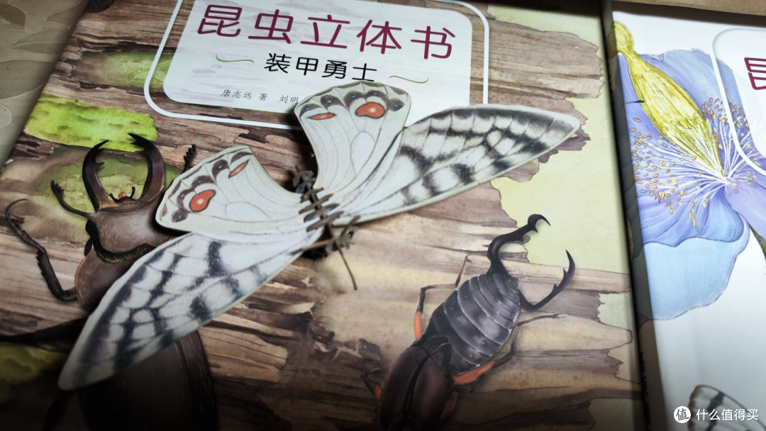 姹瞳绢蝶是当之无愧的高山之子，生活在海拔超5000米的青藏高原