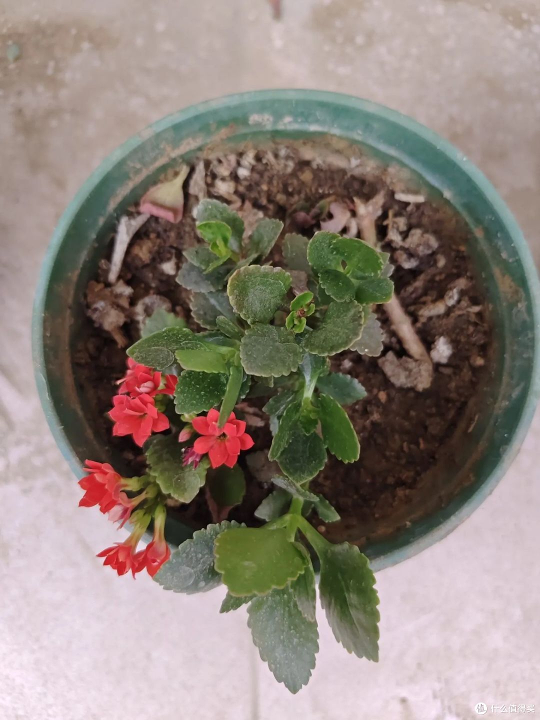 6月7月养长寿花，经常浇这3种“水”，少生病不烂根，叶片硬如铁