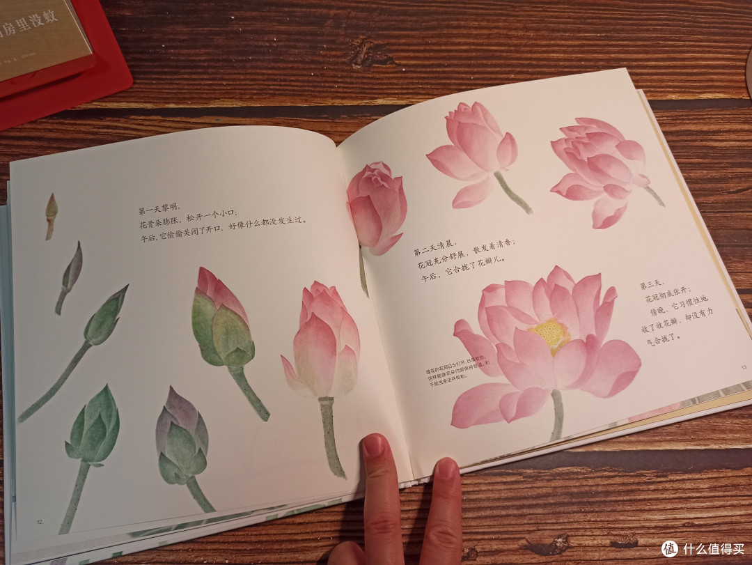 莲子之旅:生命之美,在于坚持与绽放