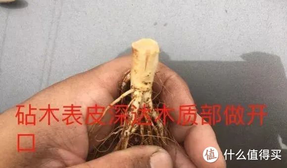 河北一小姐姐，用“袖珍盆”养月季，棵棵开成花树，美极了