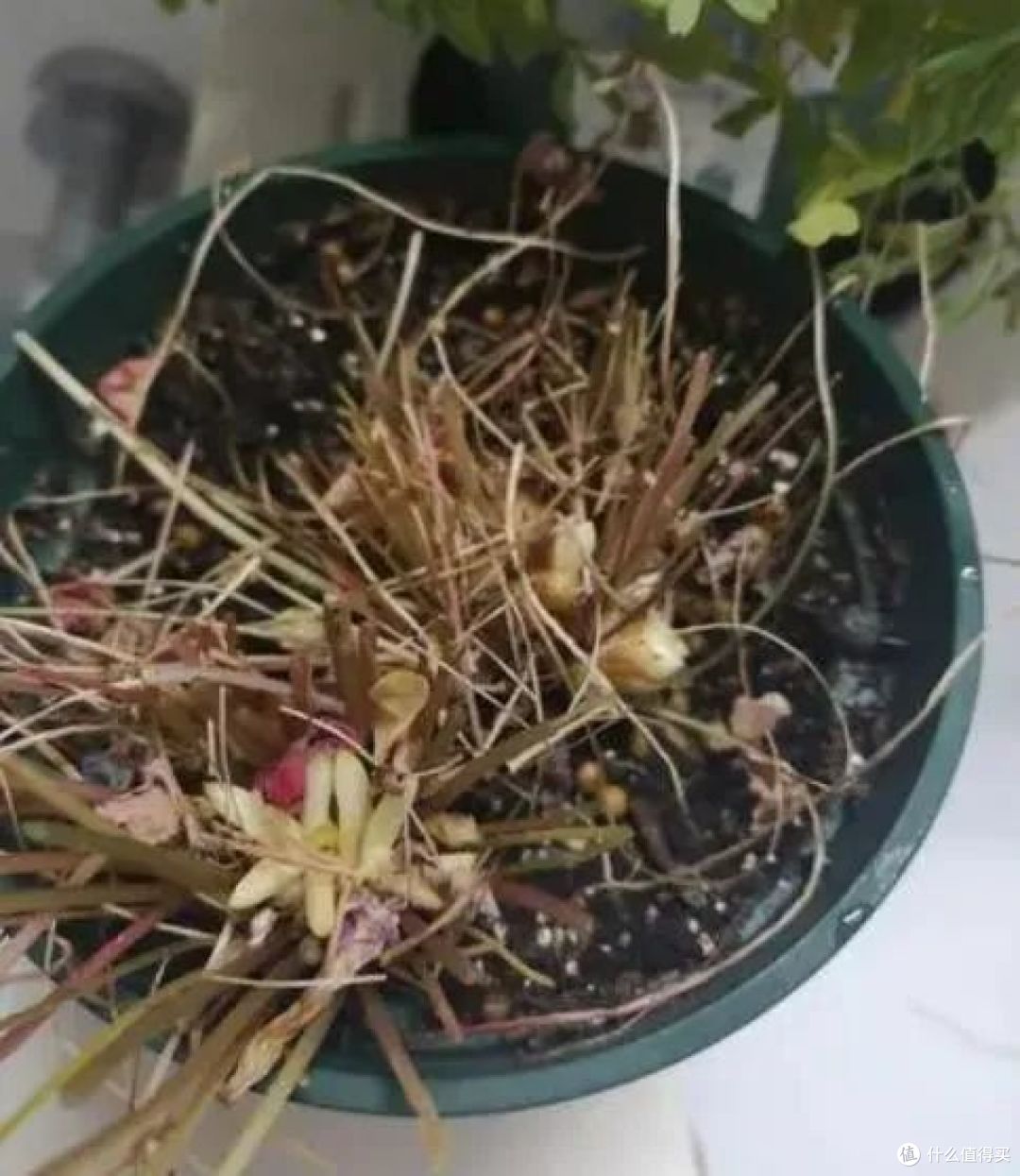 高温会“假死”的9种花,秋凉又会“开花”,扔了就太可惜了!