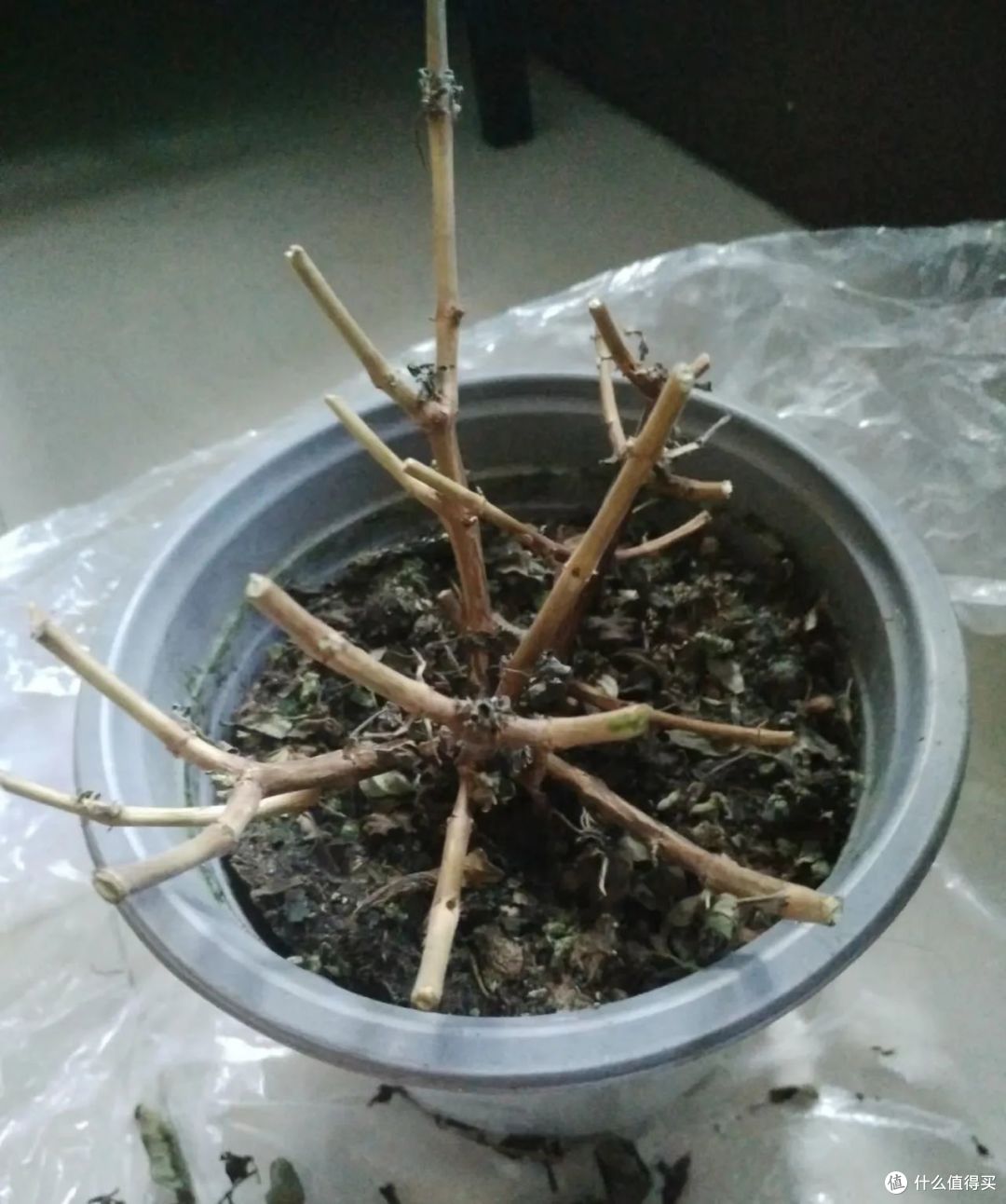 高温会“假死”的9种花,秋凉又会“开花”,扔了就太可惜了!