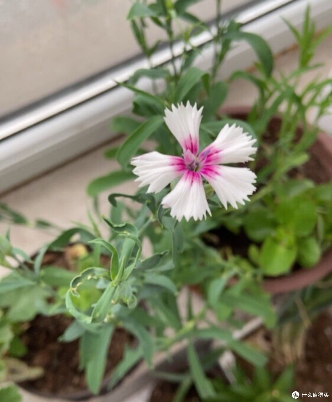 大丽花种子重瓣大花种籽耐热四季易种庭院阳台盆栽花草种子籽碗莲30粒+肥