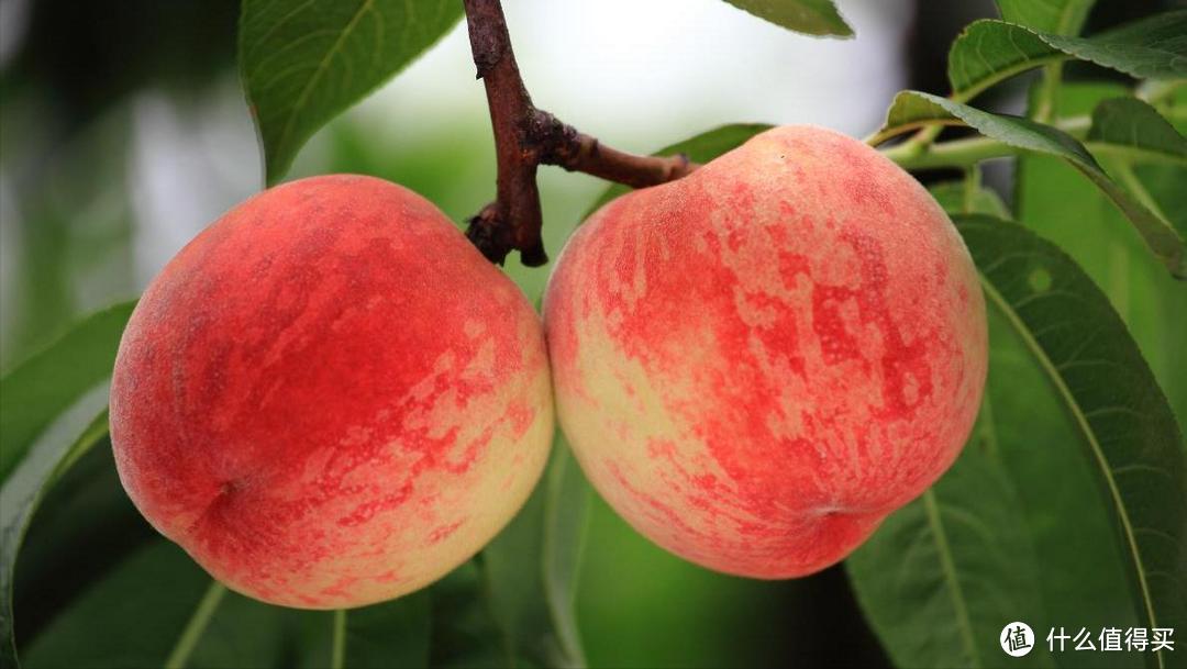 中国哪里的“桃”最好吃？经过评选，这10个地方上榜，有你家乡吗 