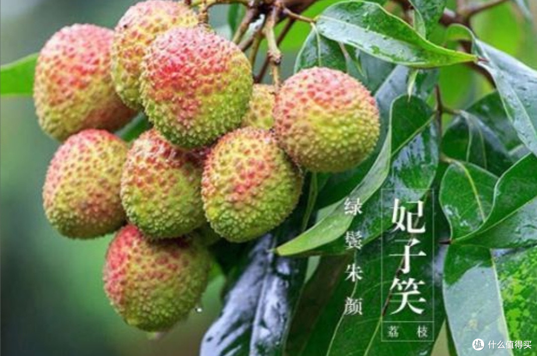 荔枝买多了怕浪费，2个简单方法保存，放半个月也不坏