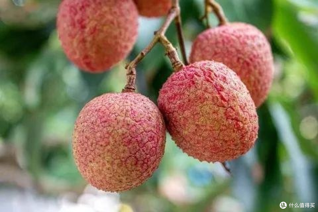 一骑红尘妃子笑,无人知是荔枝来