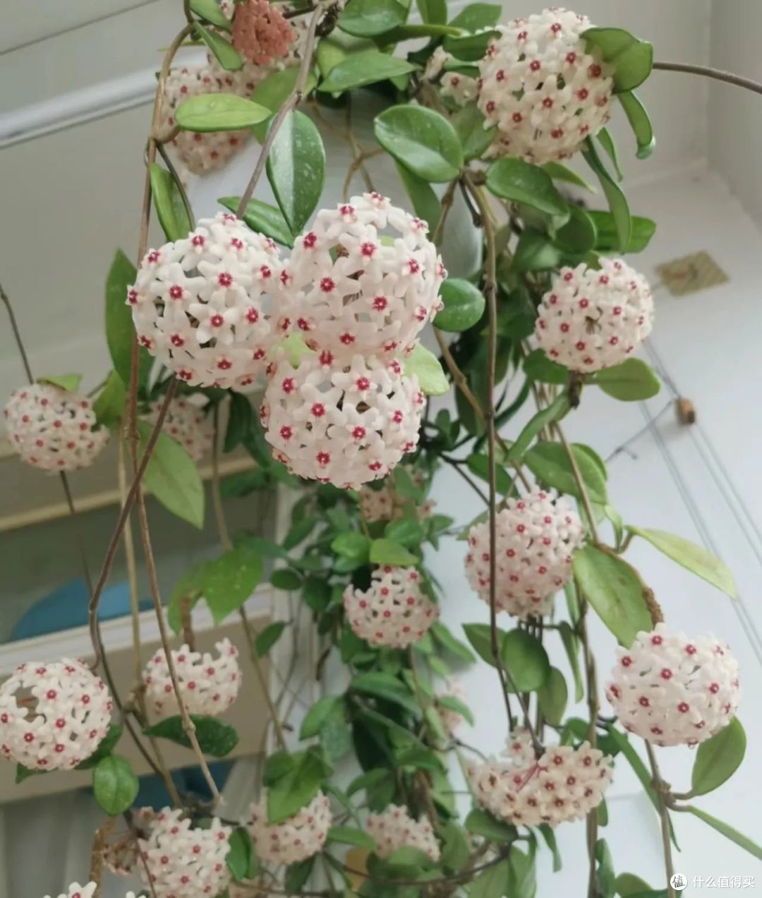 江苏一23岁姑娘，把球兰养成了“花瀑布”，又美又仙的，宛若仙境