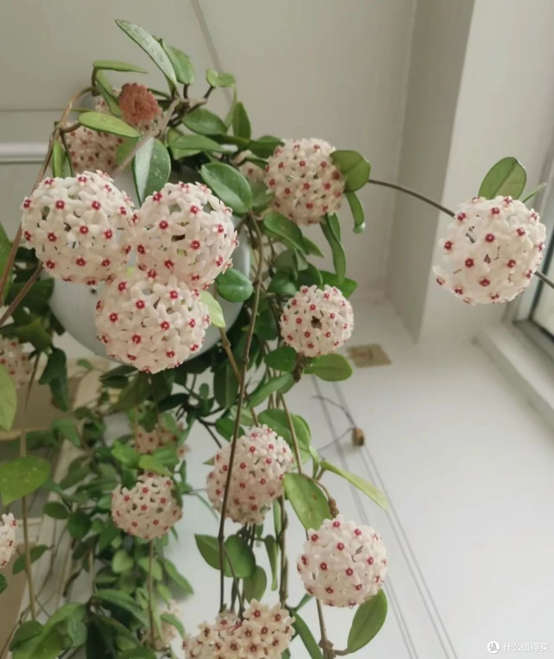 江苏一23岁姑娘，把球兰养成了“花瀑布”，又美又仙的，宛若仙境