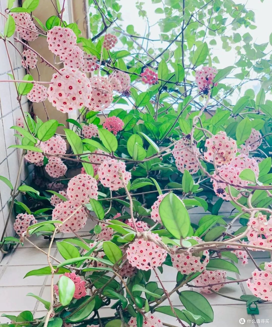 江苏一23岁姑娘，把球兰养成了“花瀑布”，又美又仙的，宛若仙境