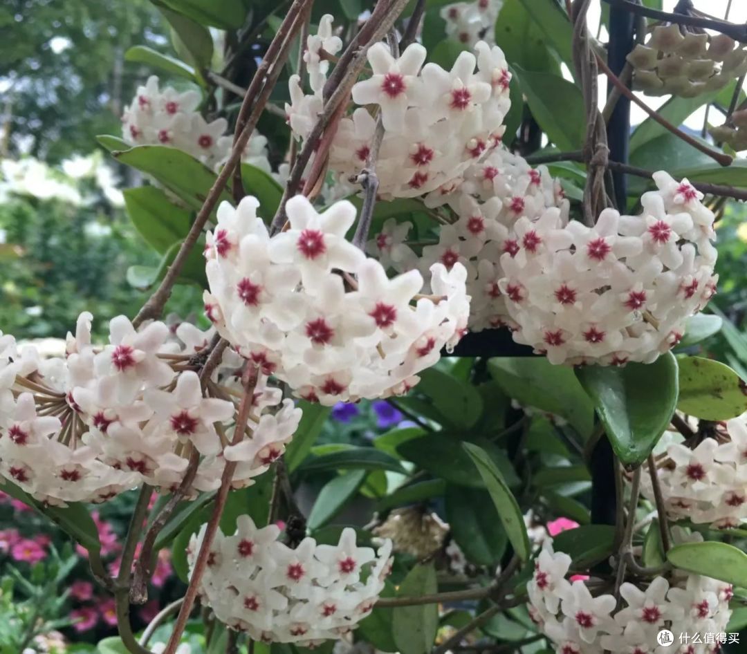 江苏一23岁姑娘，把球兰养成了“花瀑布”，又美又仙的，宛若仙境